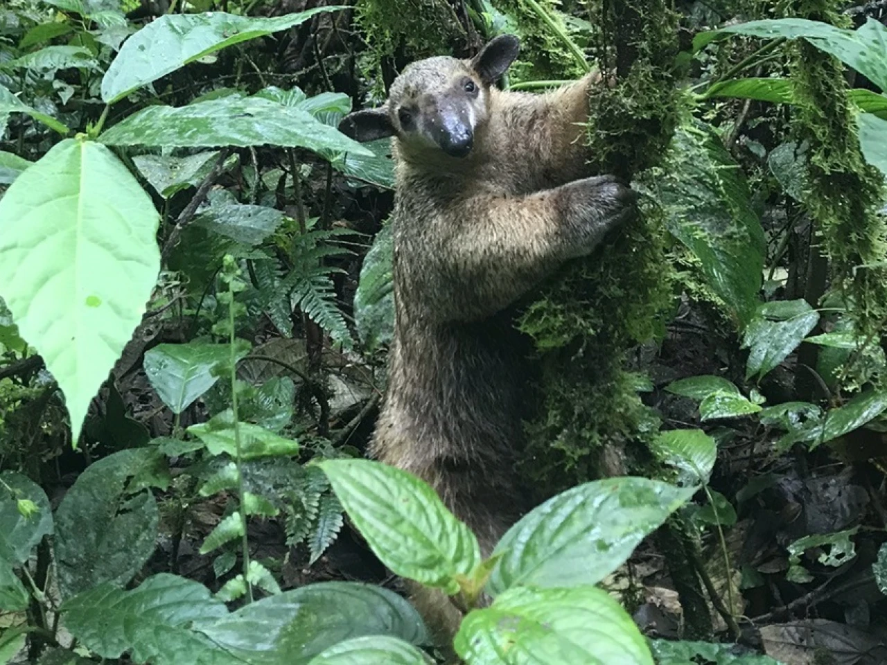 La deuda de Ecuador puede reducirse en 501 millones de euros con canje para la Amazonía