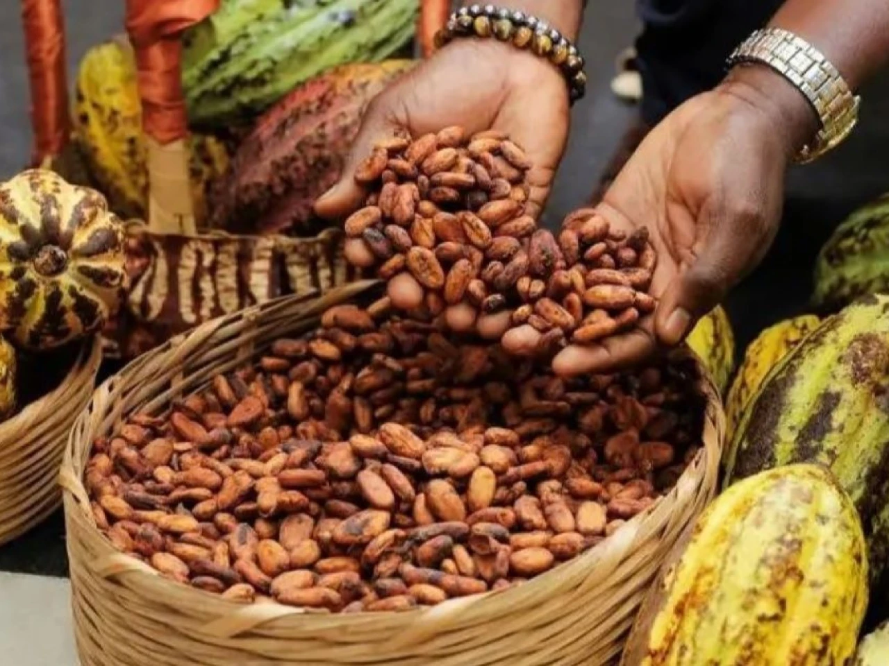 Ecuador celebra el Día Mundial del Cacao