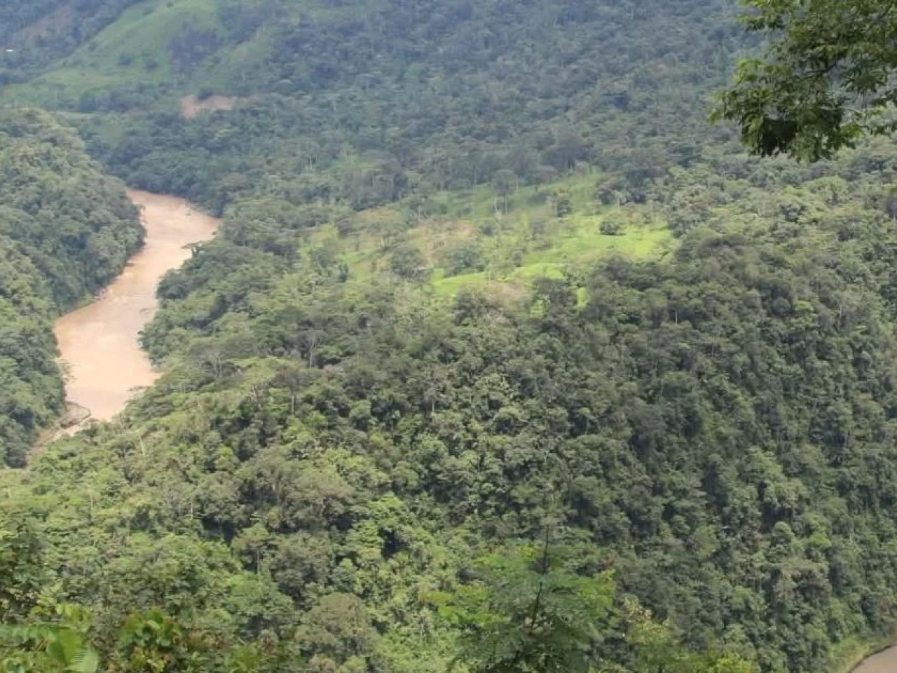 Hallan nueva especie vegetal en la Amazonía ecuatoriana