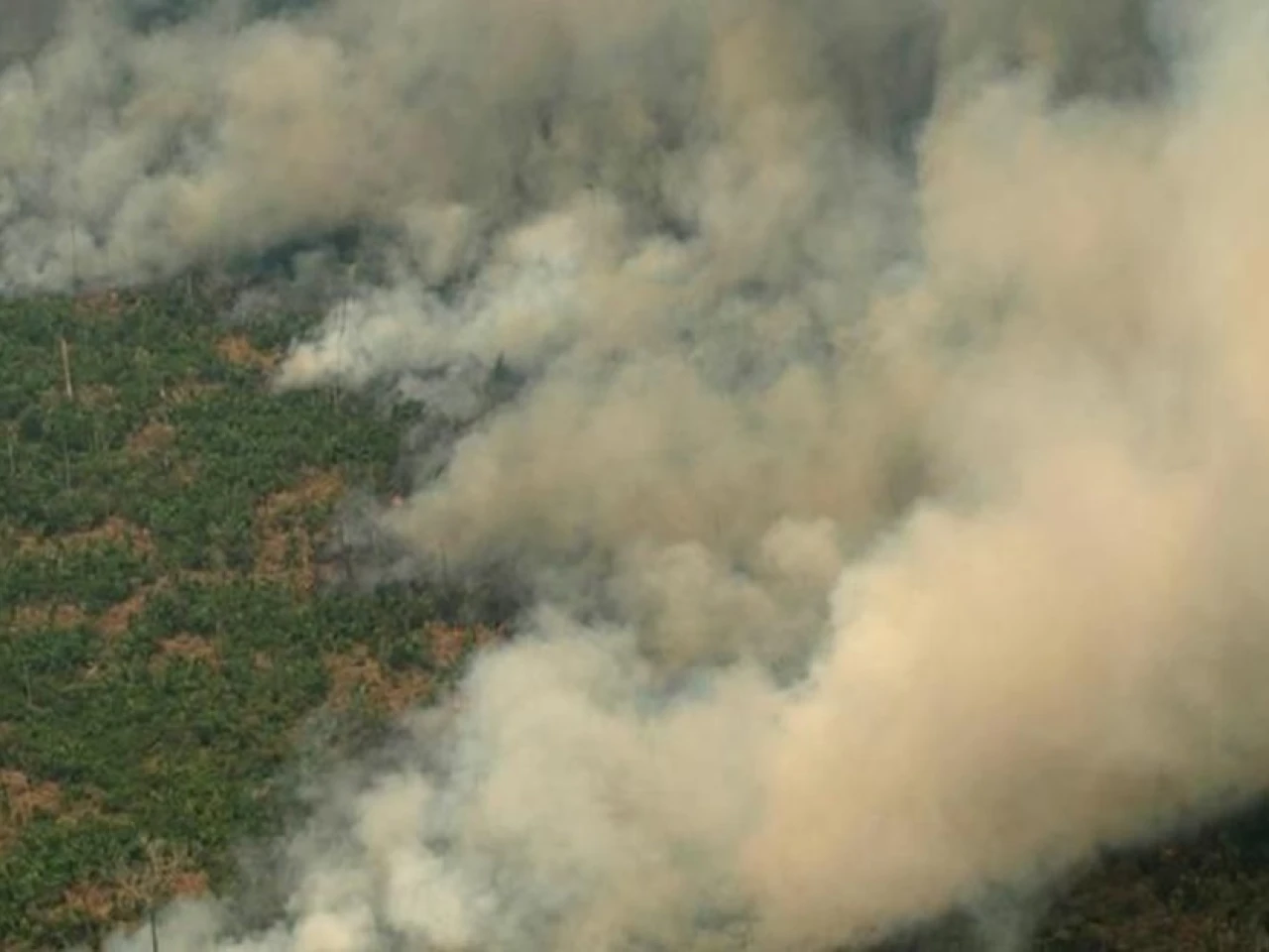 La Amazonía está en riesgo de colapso climático para 2050