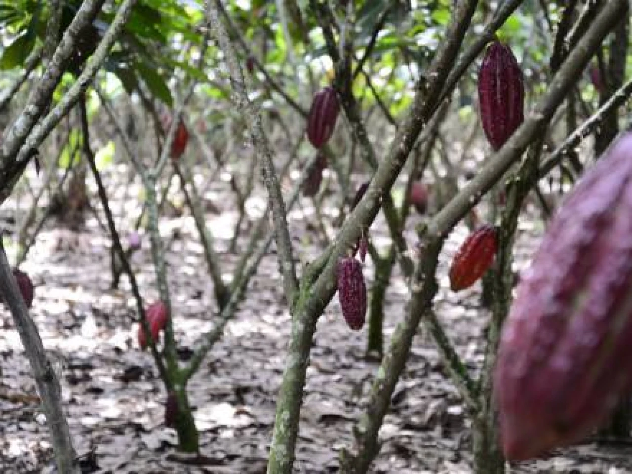 Cacao fue declarado en emergencia por plagas