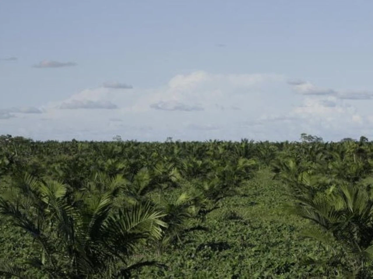 3 provincias concentran la producción de palma africana