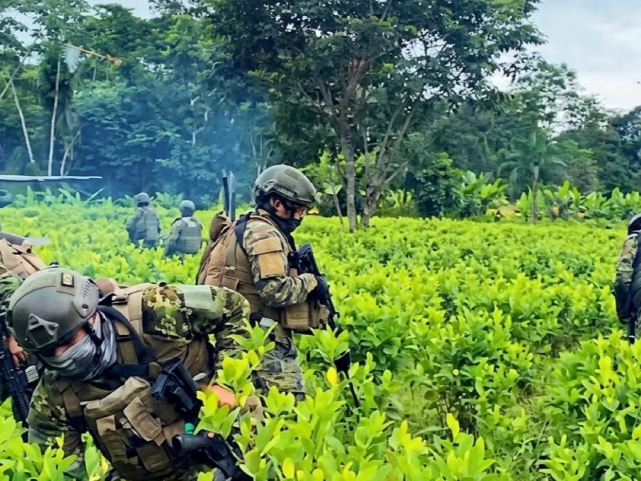 Ejército destruye más de 60.000 plantas de coca en Sucumbíos