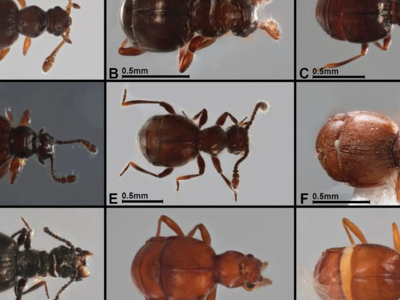 22 nuevas especies de escarabajos fueron descritas en Pastaza y 3 provincias más