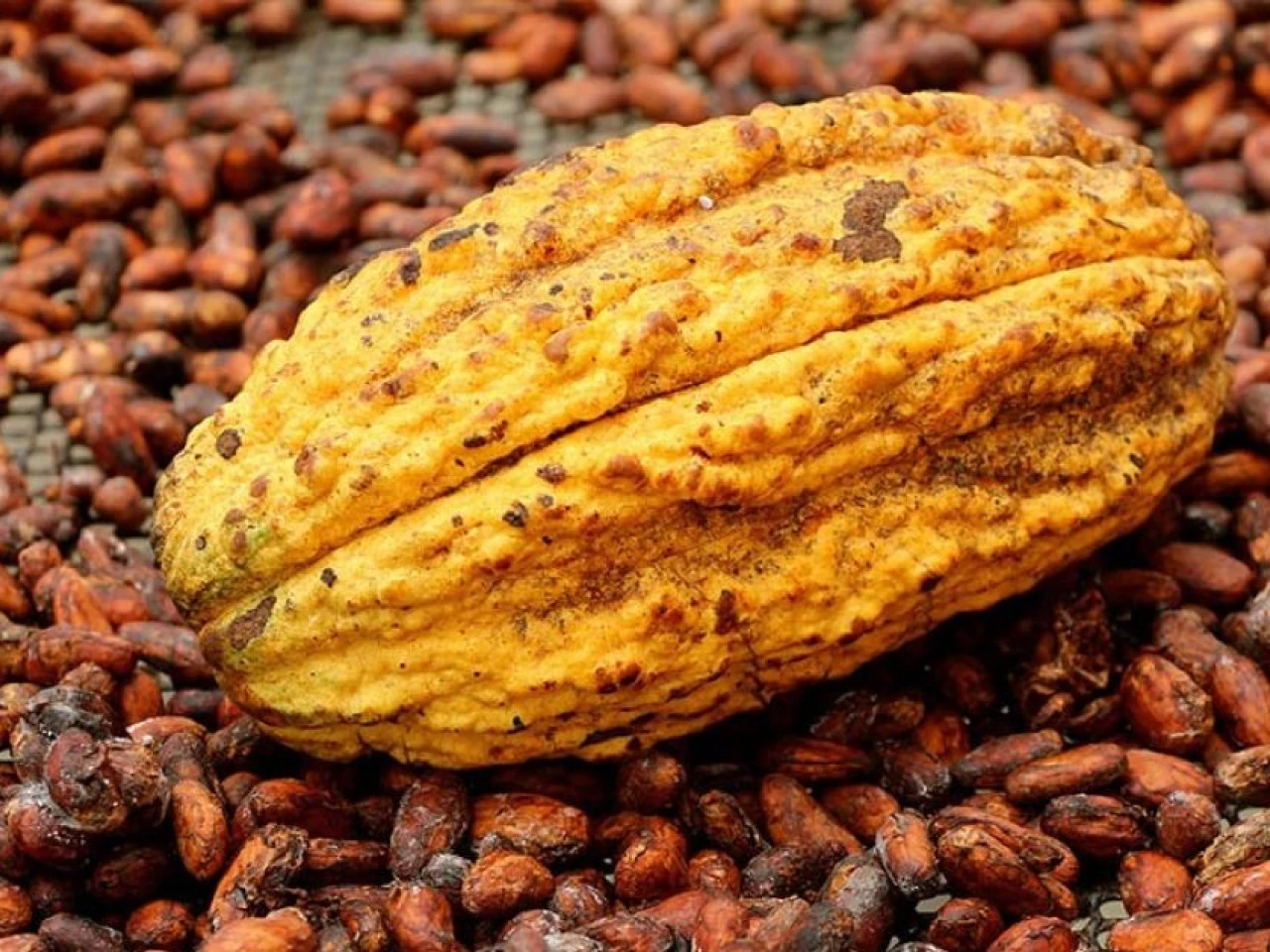El boom del cacao impulsó inversiones y mejoras en la vida de productores ecuatorianos