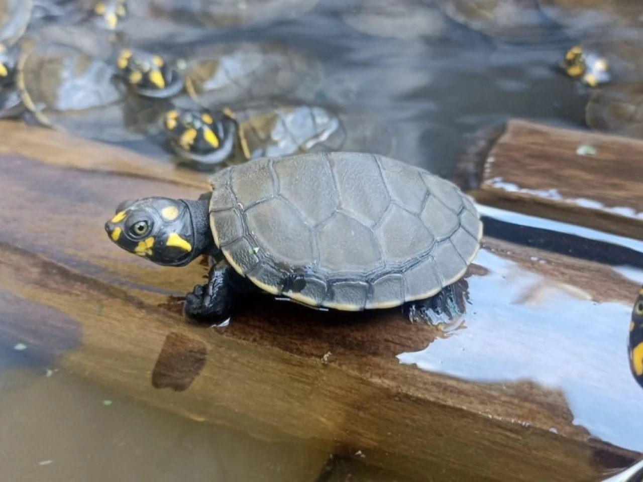 Liberan más de 1.900 tortugas charapas en el río Aguarico