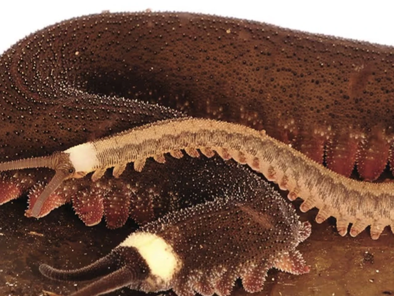 Nueva especie de gusano fue descubierta en la Amazonía
