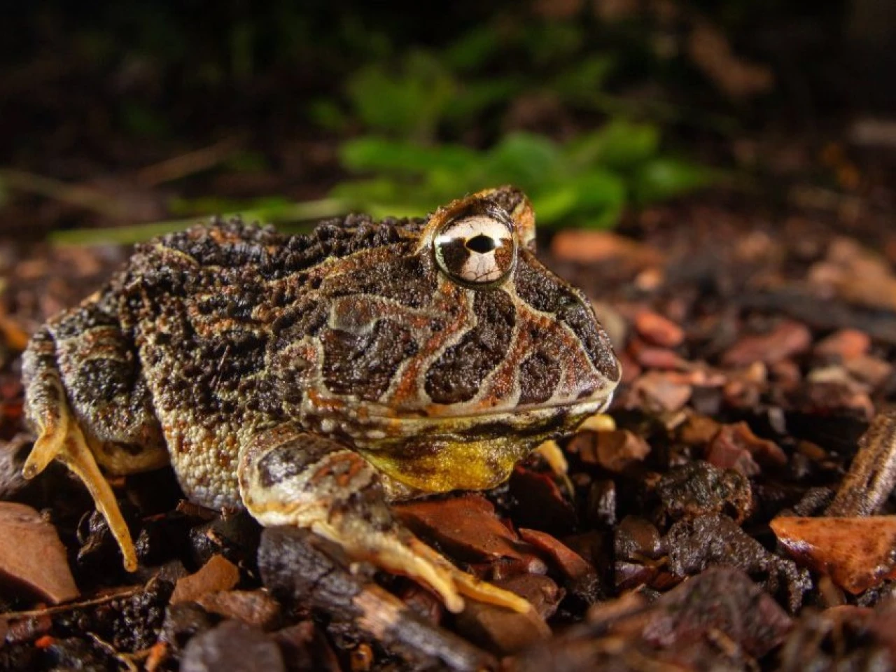 Guayaquil vuelve a registrar especies ausentes por más de un siglo