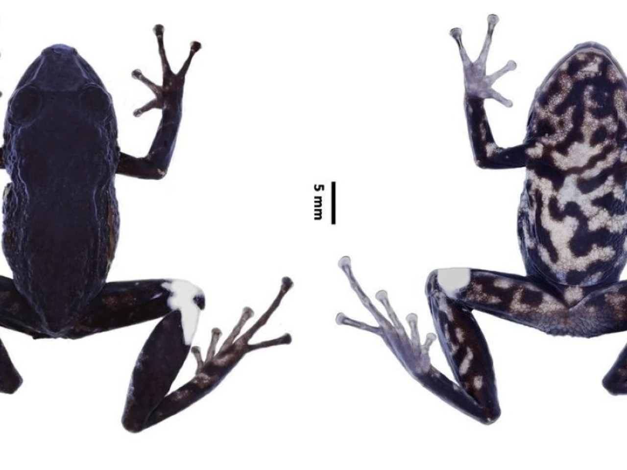 Se identifica nueva especie de rana en las provincias de Pastaza y Napo