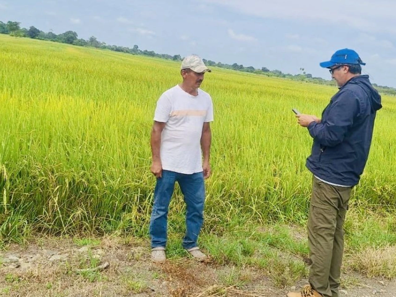 El Gobierno activa la compra directa de arroz en Guayas y Los Ríos