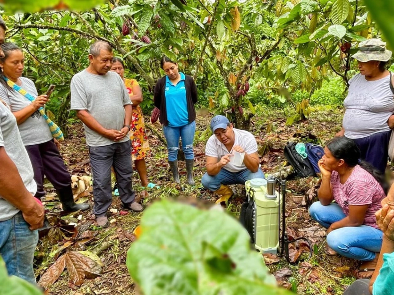 Napo: Productores de cacao en Pano fueron capacitados