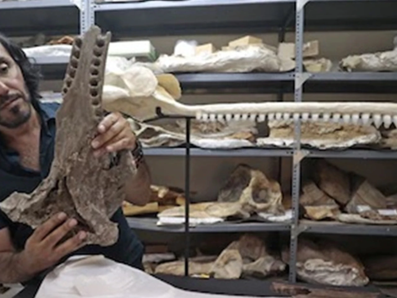 Perú: Delfín prehistórico gigante fue descubierto en la Amazonía