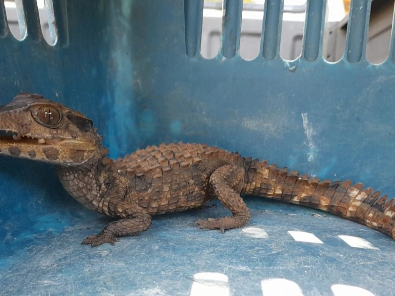 Tráfico de fauna en América Latina se consolida como crimen organizado transnacional
