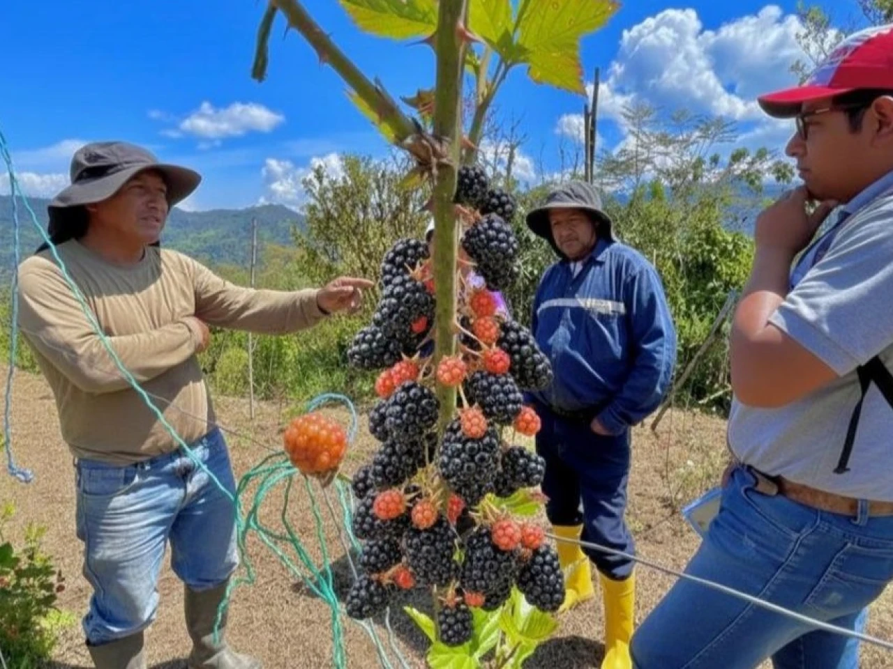 Productores de El Chaco exploran acuerdos de venta directa