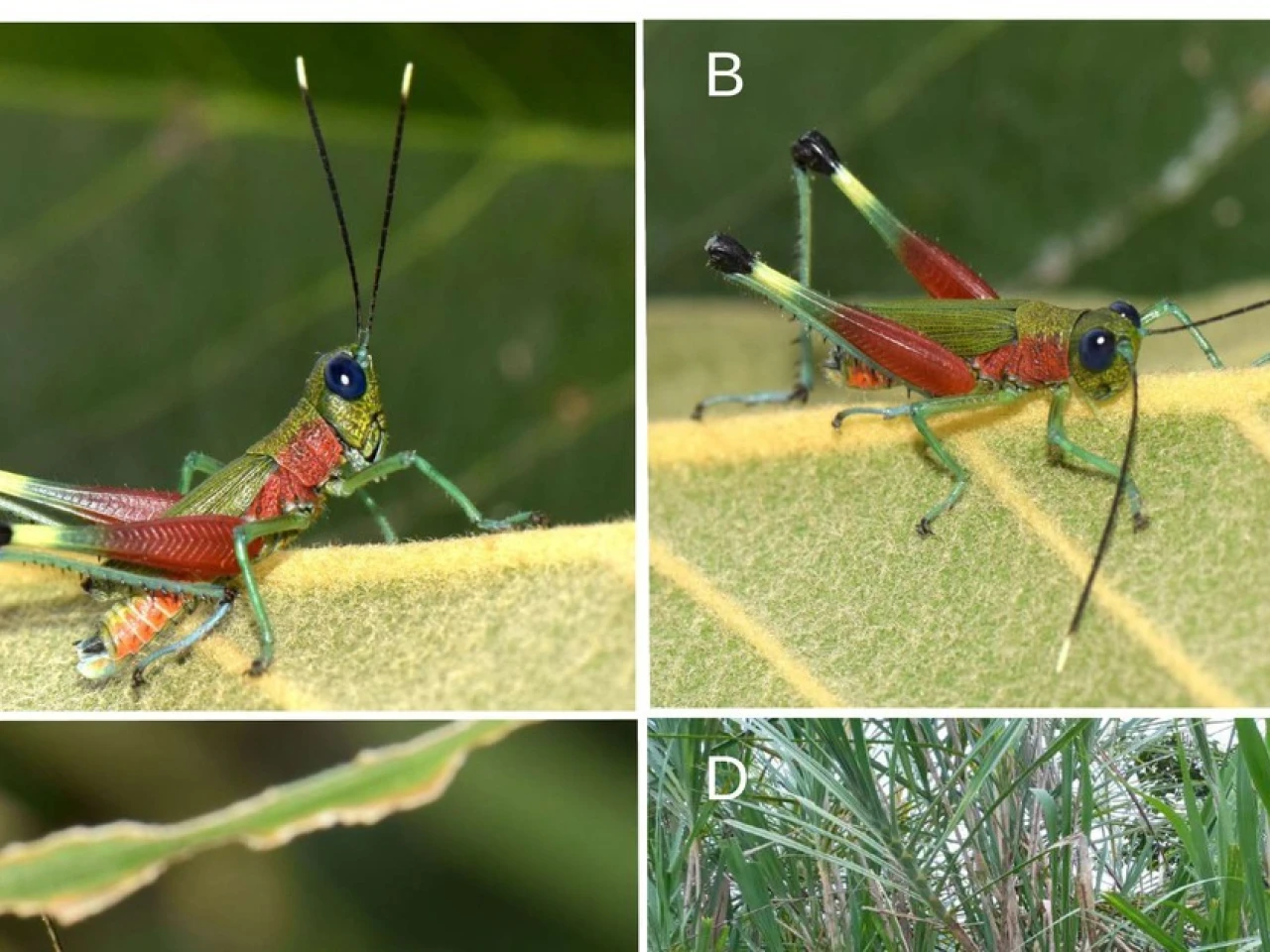 Especie de colorido saltamontes fue hallada en Morona Santiago