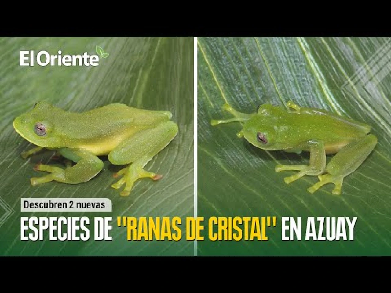 2 nuevas especies de "ranas de cristal" fueron descubiertas en Azuay