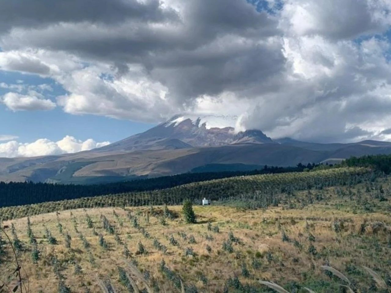 Ecuador destinó USD 1,09 millones para impulsar plantaciones forestales