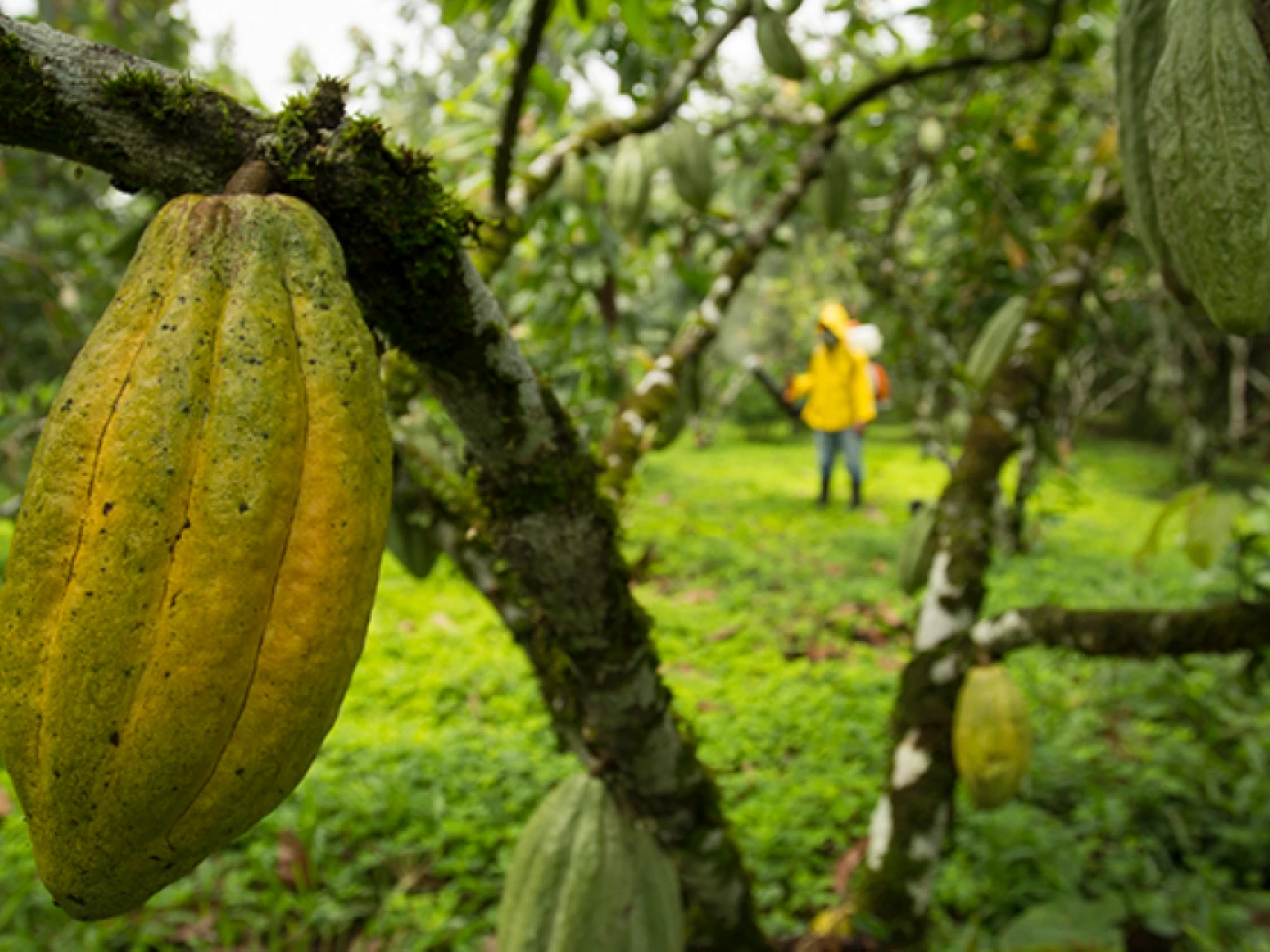 Fin del espejismo: el cacao cae y vuelve a su piso histórico