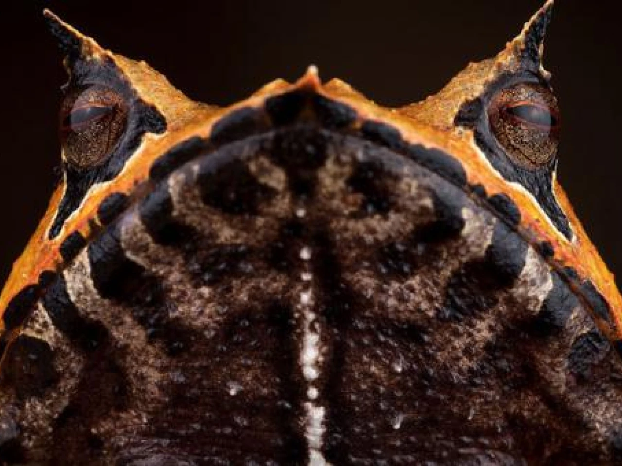 Biólogos eligen a las ranas más atractivas del país