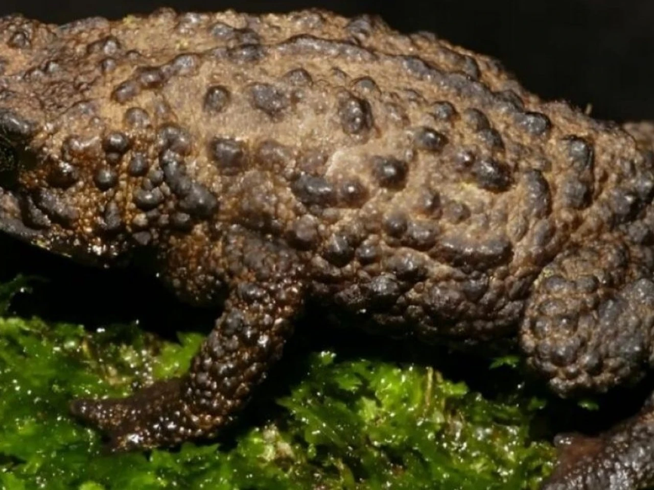 Nueva especie de sapo fue descubierta en Tungurahua