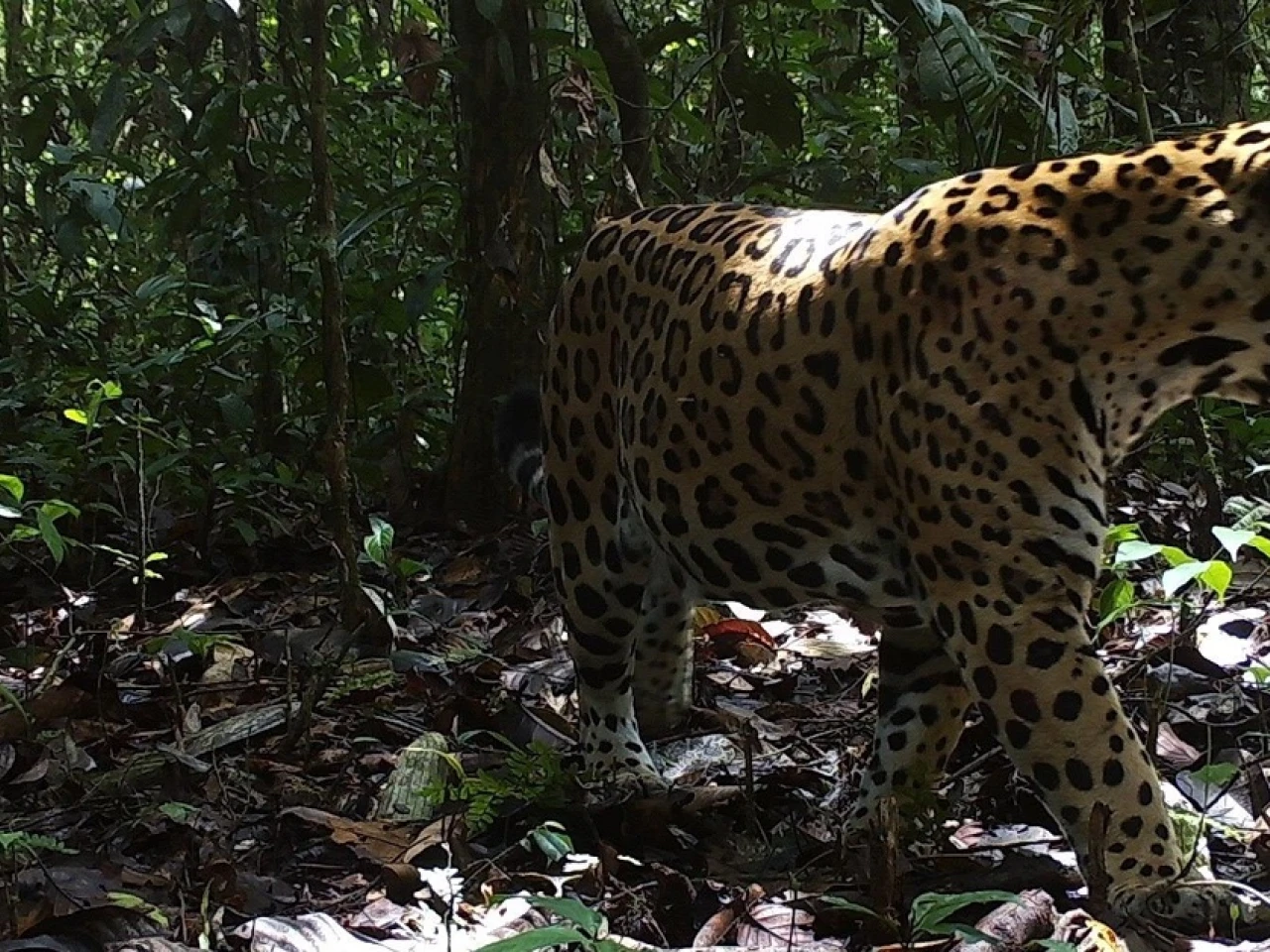 WWF lanza una estrategia continental para proteger al jaguar
