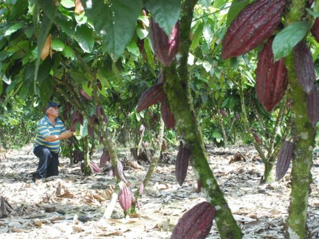 Estados Unidos, al rescate del café y el cacao ecuatoriano
