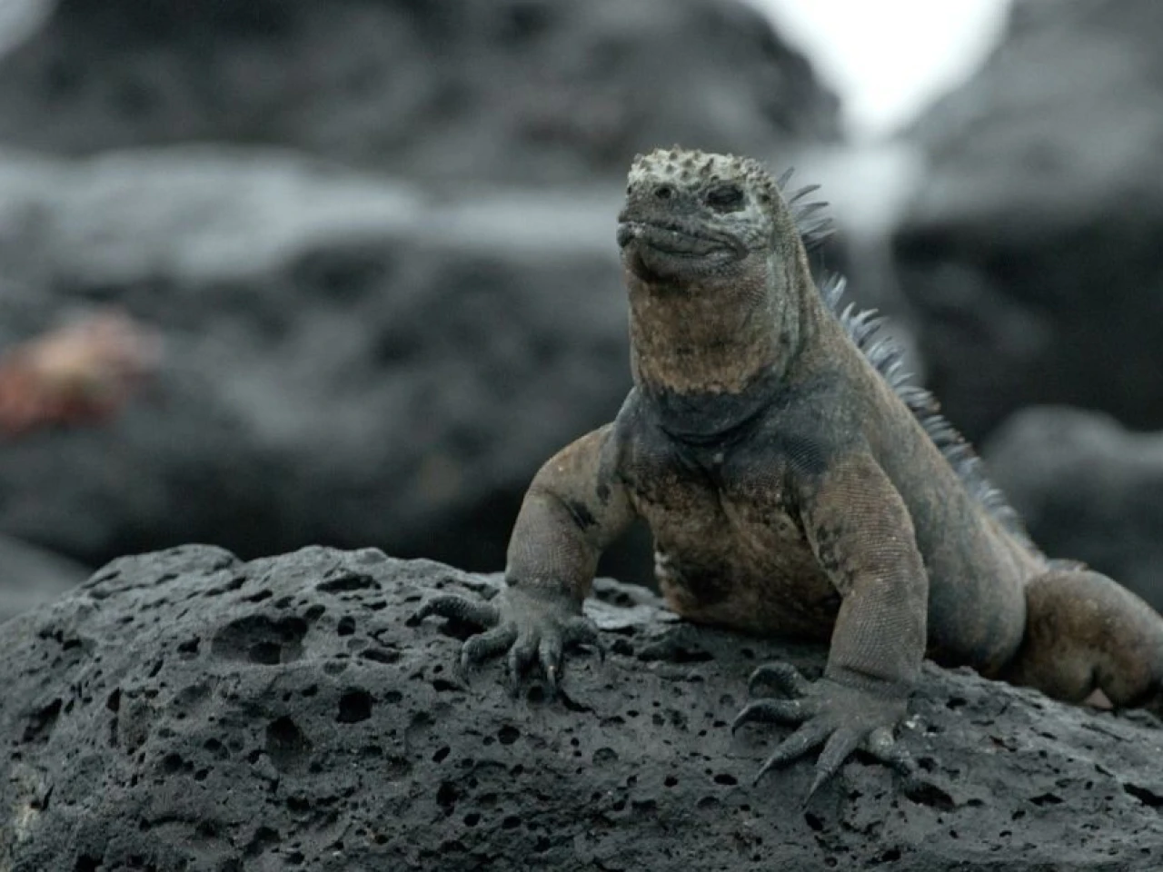 Iguanas de Galápagos logran máxima protección internacional