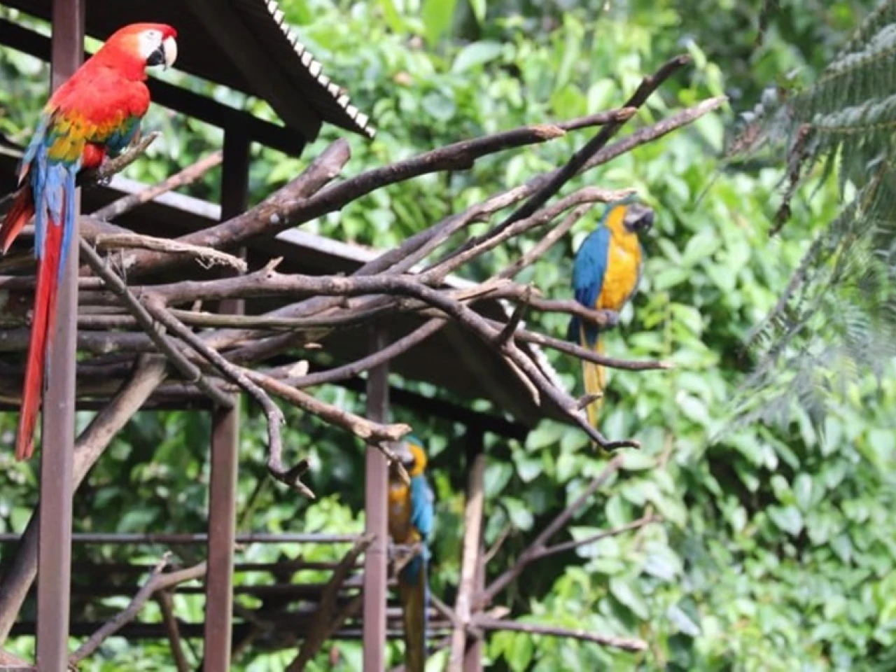 Lago Agrio, ‘tierra de colores’, es un paraíso en la Amazonía