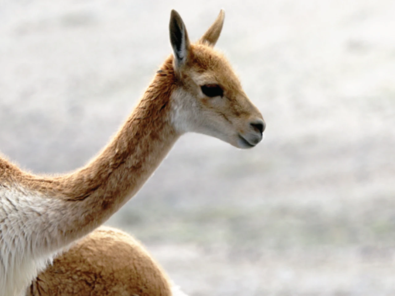 5 países analizan estrategias para proteger a las vicuñas 