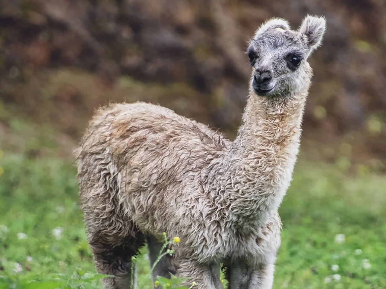 Ecuador cuenta con el primer programa de mejoramiento genético de alpacas
