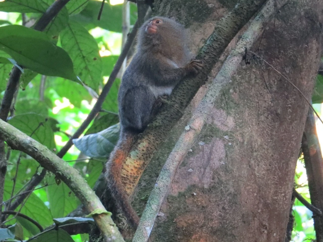 Una nueva especie de leoncillo fue descubierto en la Amazonía