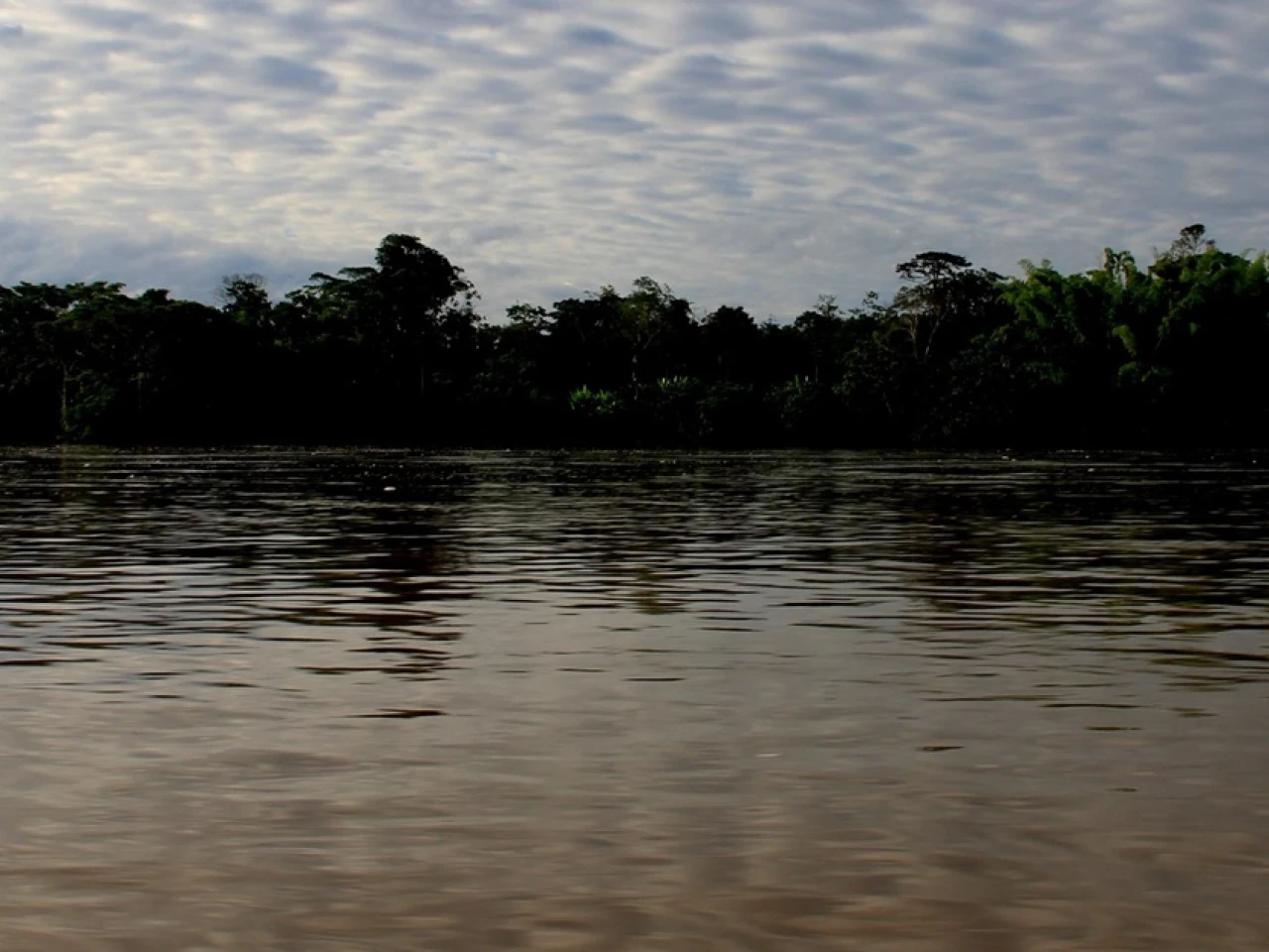 La Amazonía ecuatoriana ha perdido 39 millones de toneladas de carbono forestal 