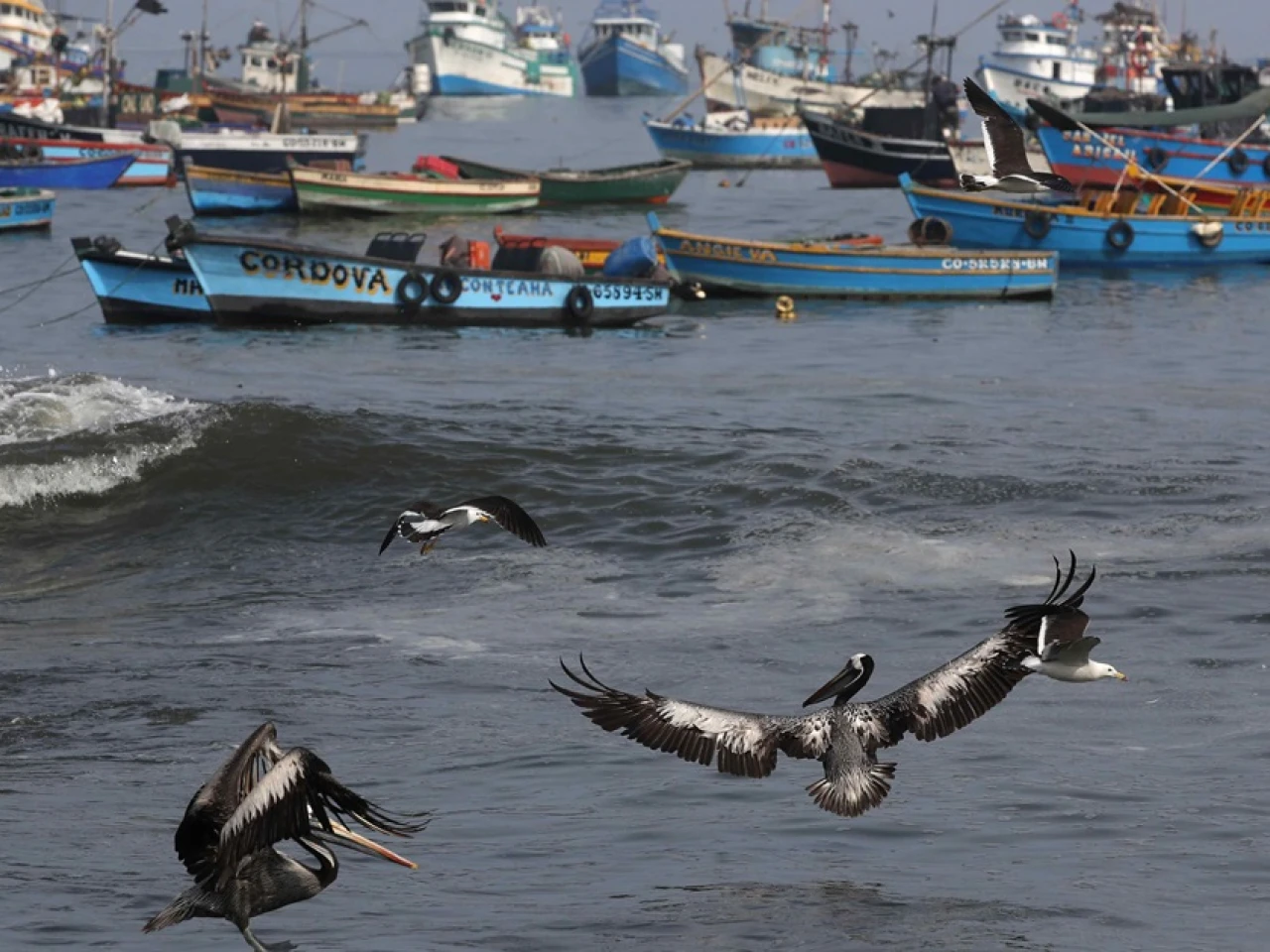 Perú oficializa creación de gran reserva marítima en frontera con Ecuador