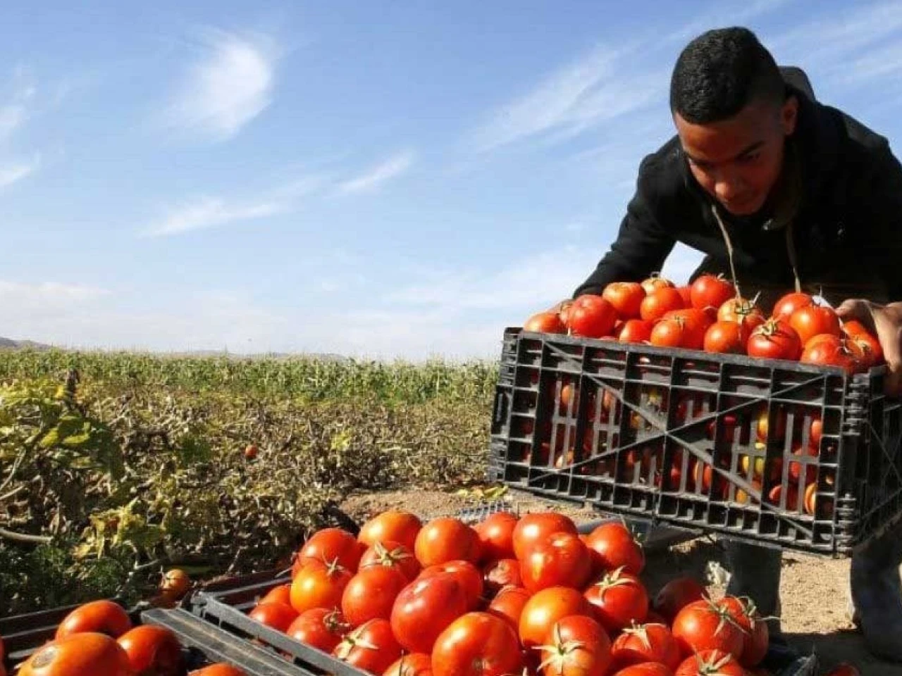 Israel y EE.UU. lideraron las plazas de migración circular en 2025