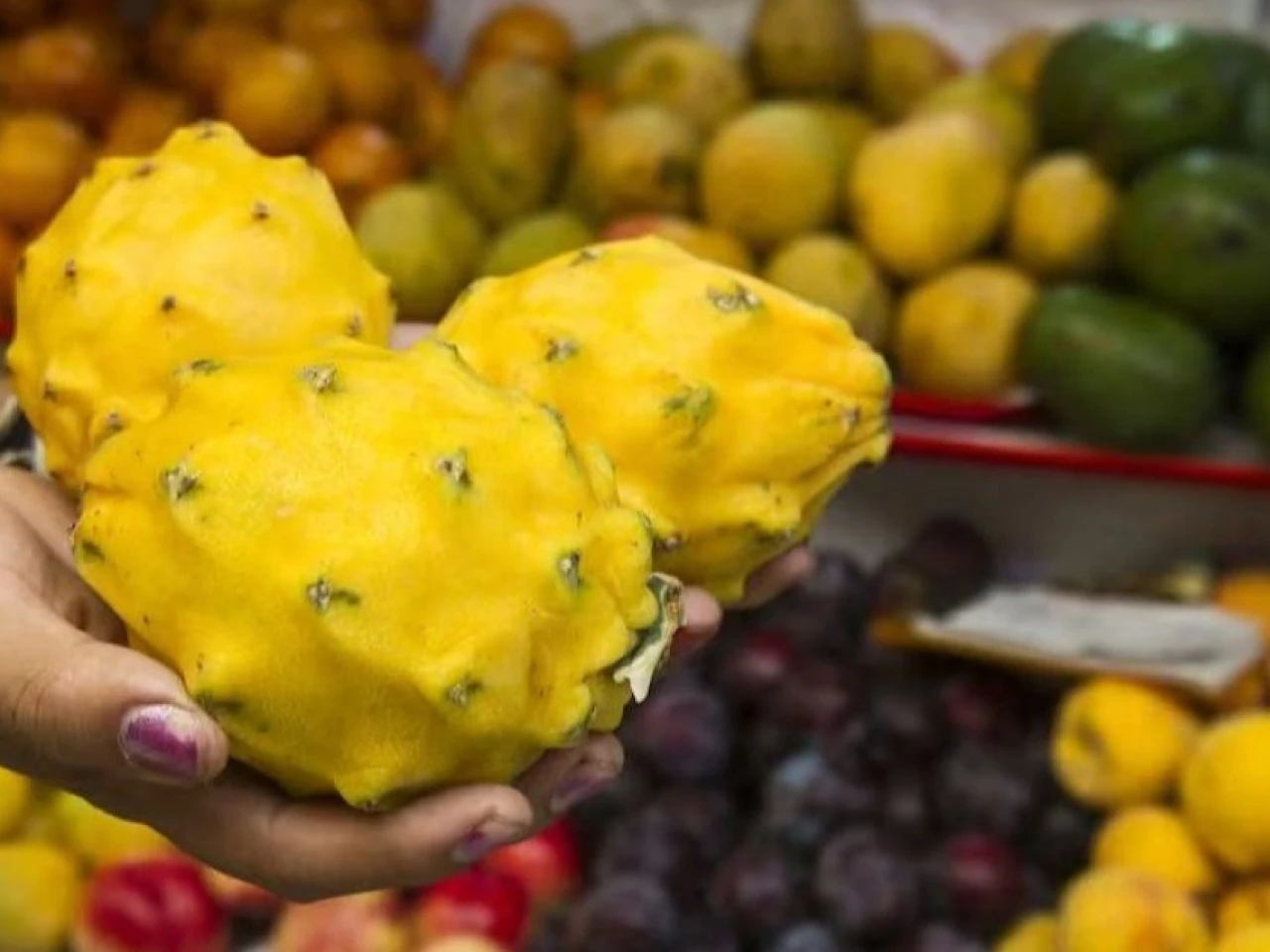Pitahaya lidera el auge de las exportaciones de frutas tropicales