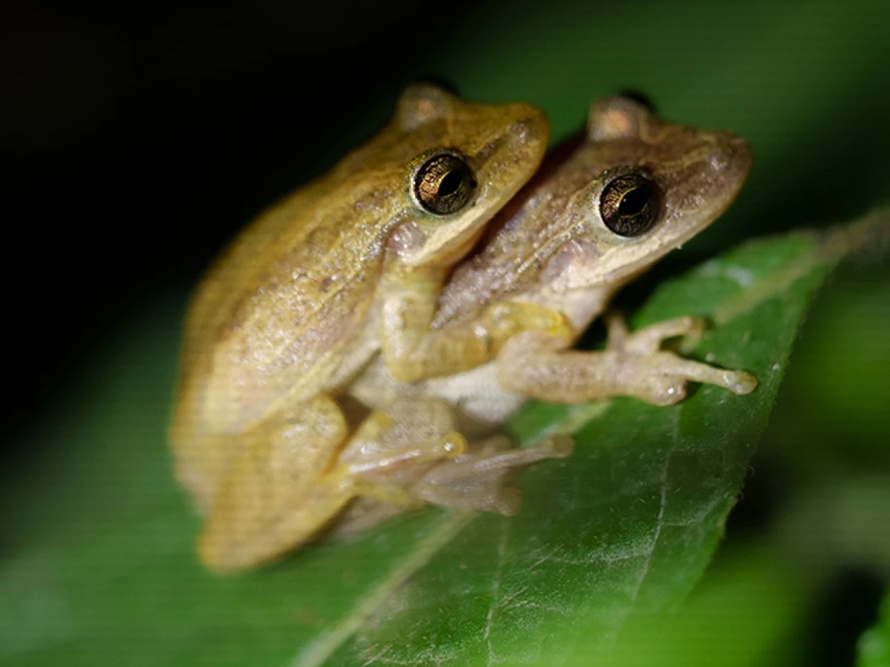 1.639 especies han sido introducidas en Galápagos