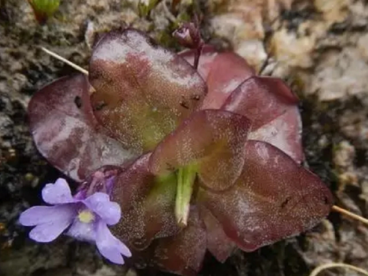 2 nuevas especies de plantas insectívoras fueron descritas en Zamora y Loja