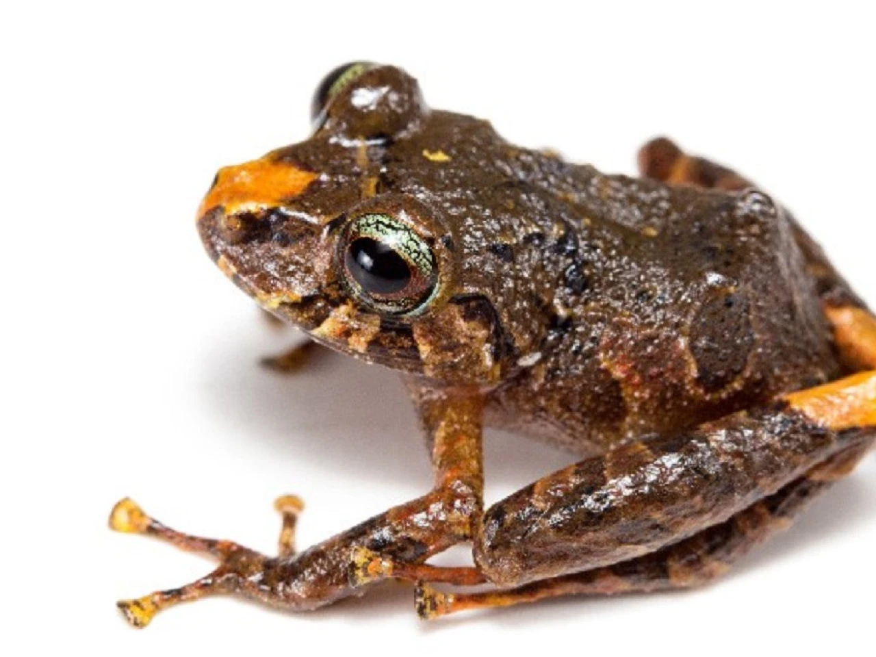 6 nuevas especies de ranas fueron descubiertas en los Llanganates y Sangay