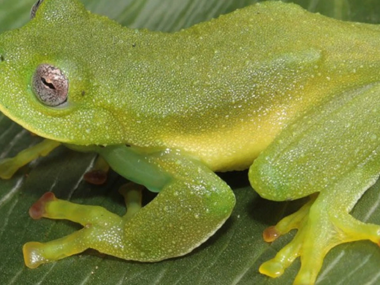 2 nuevas especies de ranas de cristal en los Andes fueron descritas
