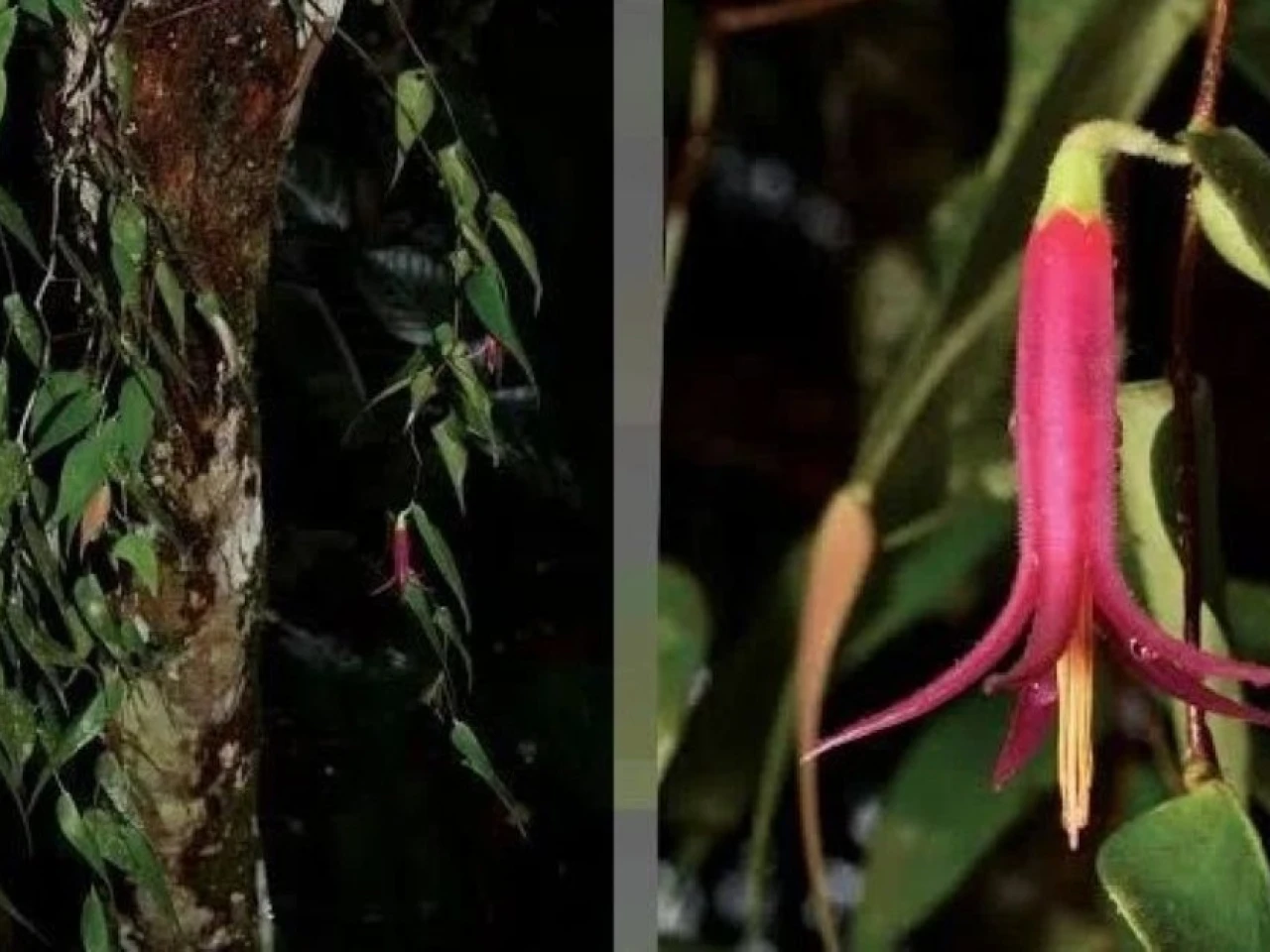 Nueva especie de planta fue descubierta en Morona Santiago