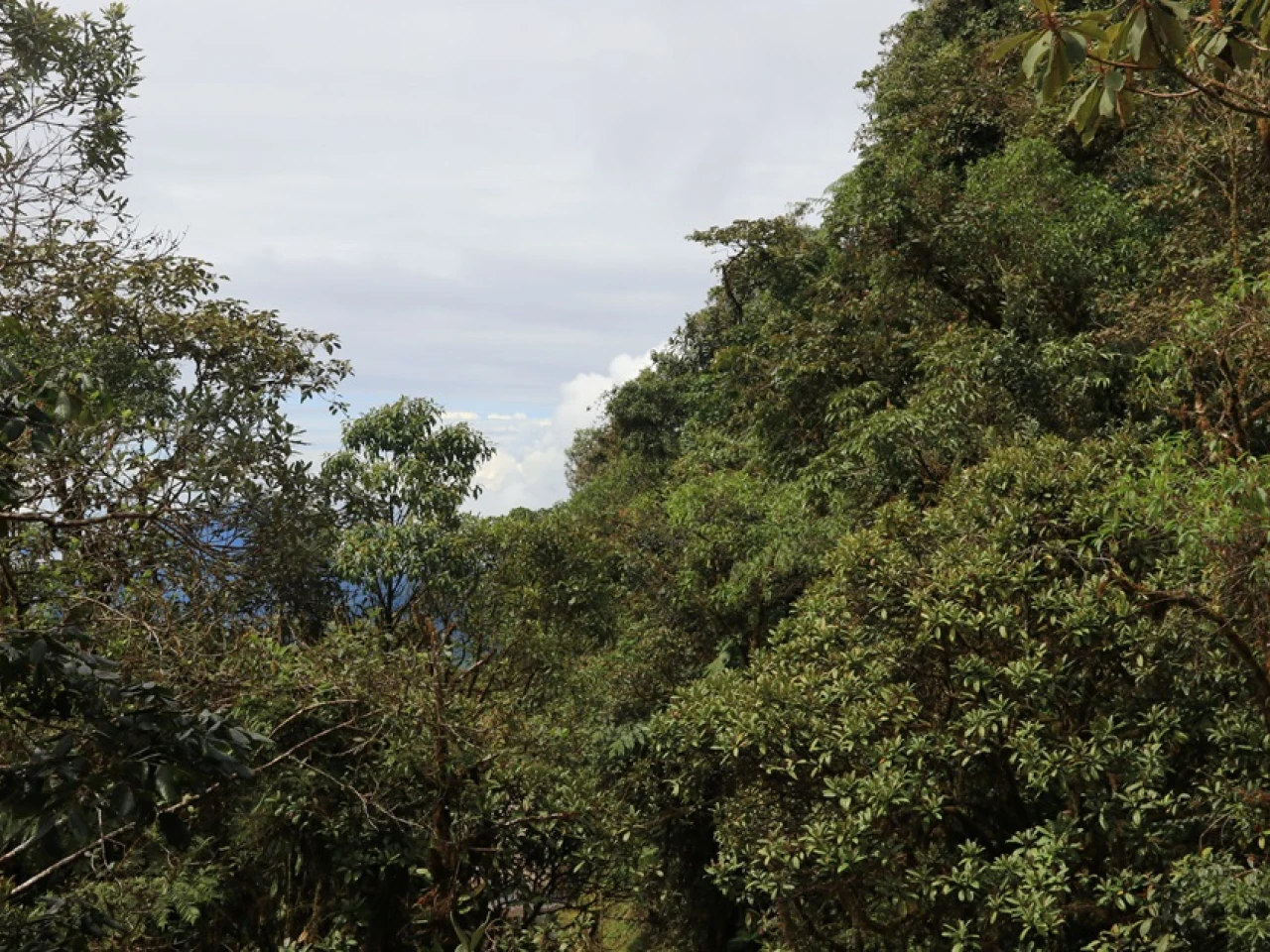 Zamora Chinchipe ha sufrido una reducción de su cubierta forestal 
