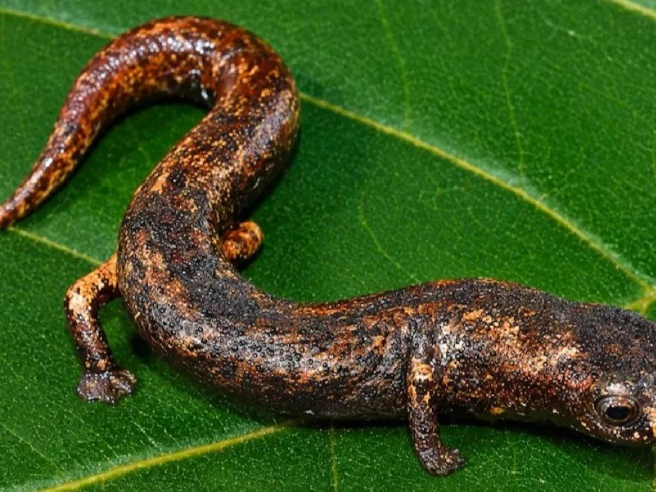 Científicos descubren nueva especie de salamandra en la Amazonía peruana 
