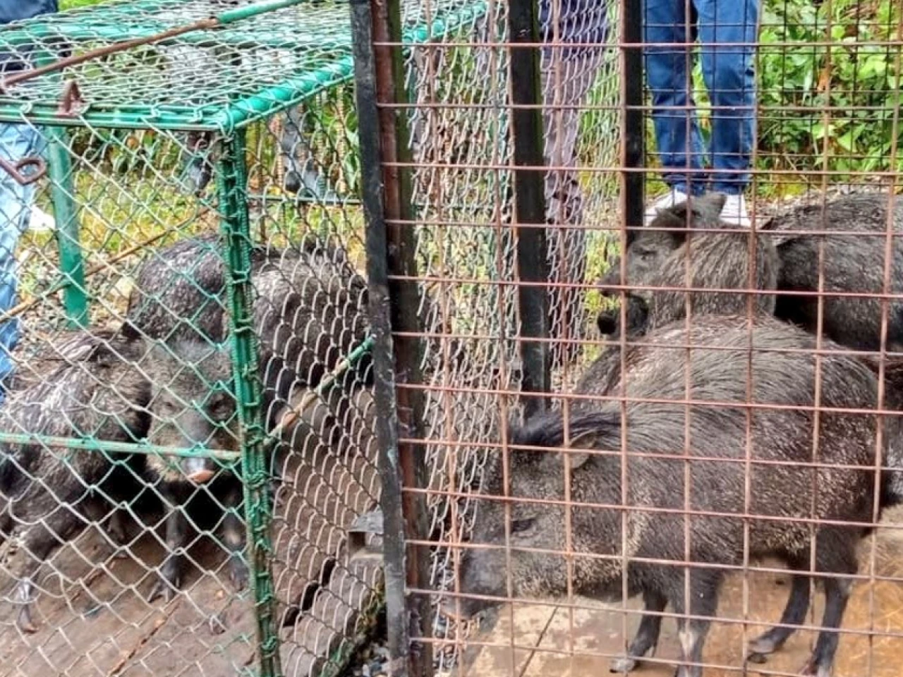 Zamora: 14 saínos fueron liberados en Podocarpus