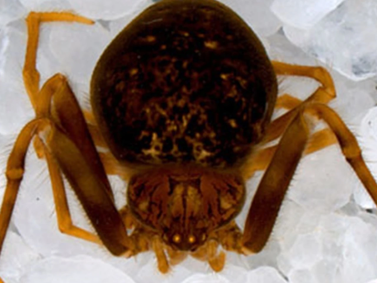 Nueva especie de araña fue descrita en el Yasuní