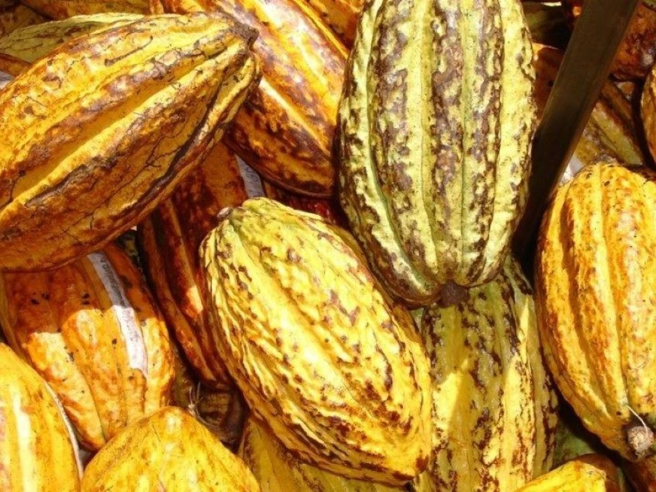 Agroexportaciones: Ecuador compite, pero con desventaja