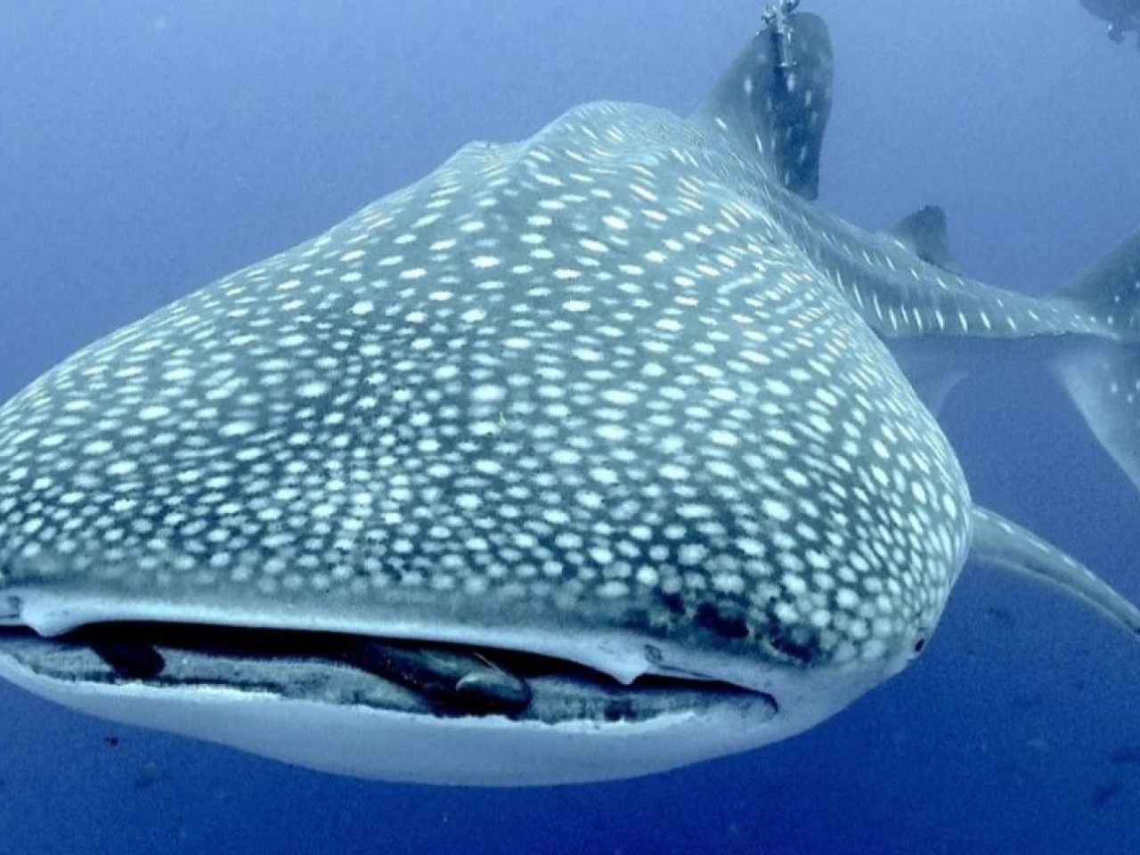 Convenio busca conservar al tiburón ballena en Galápagos 