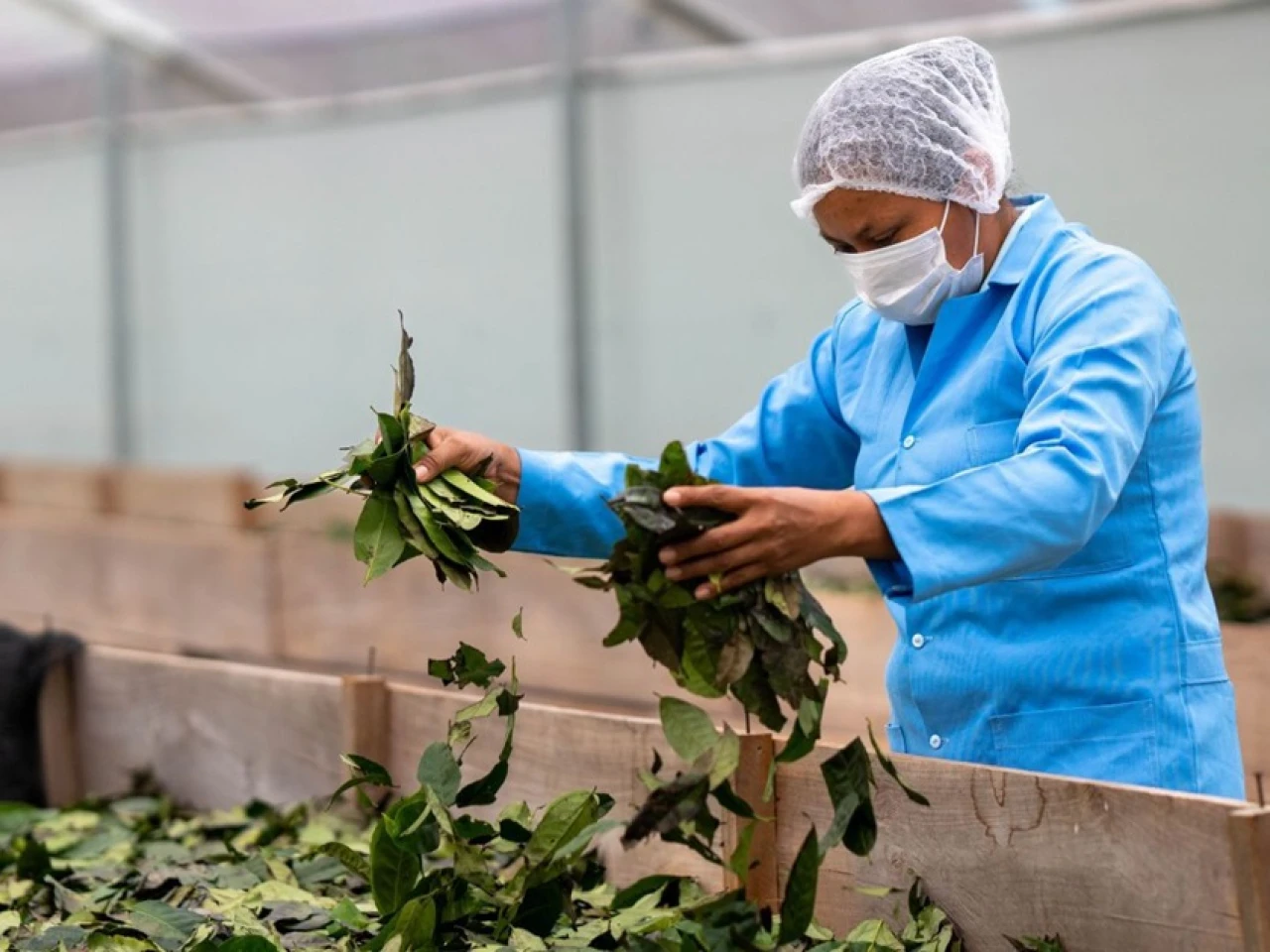 Ecuador oficializa subpartida arancelaria para la guayusa amazónica