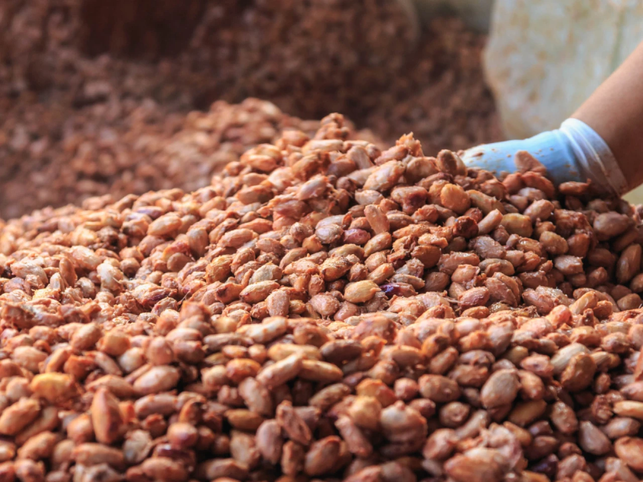 La tonelada de cacao se sitúa en $ 9,150 