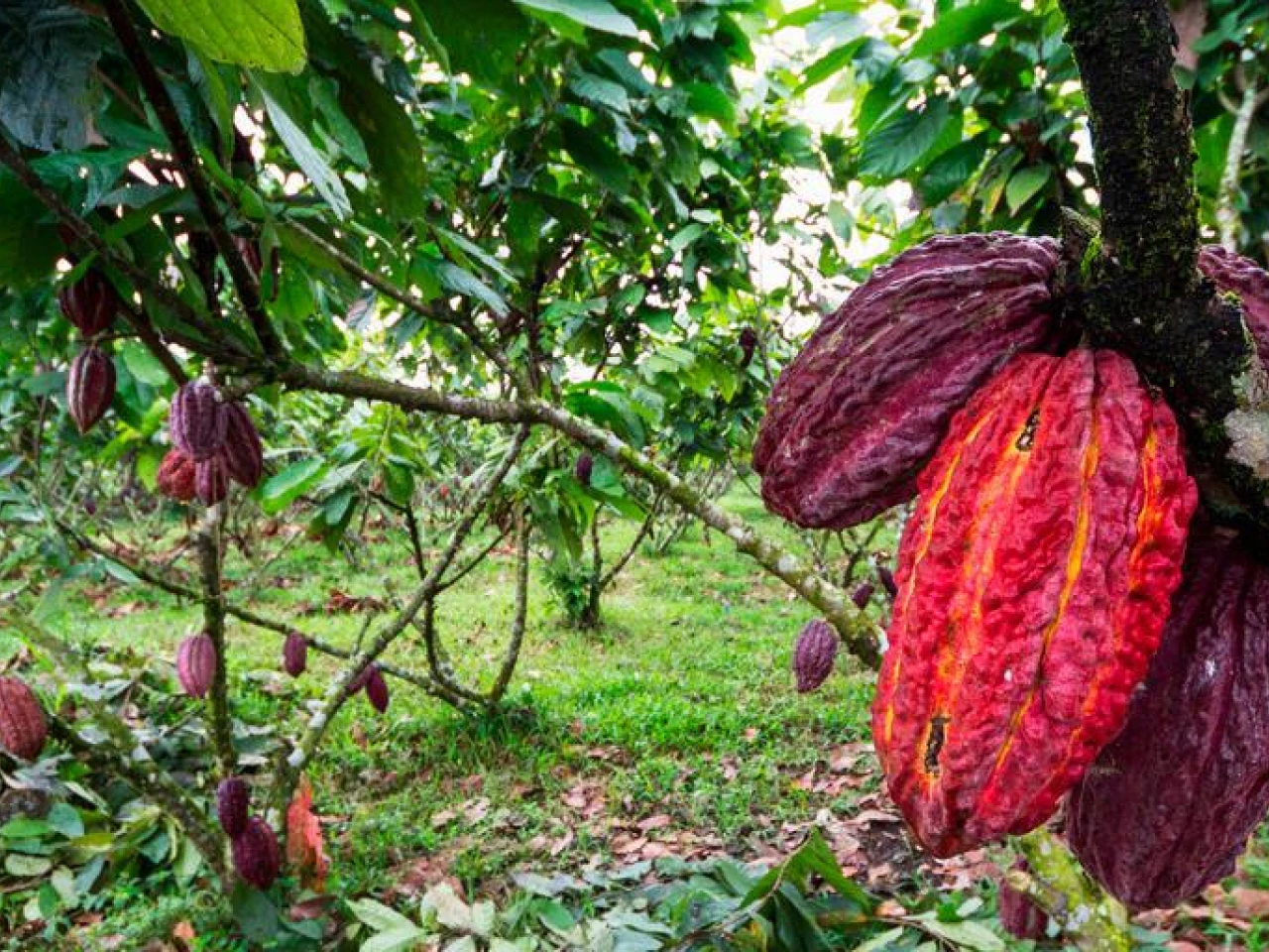 Turismo gastronómico en Ecuador: la ruta del cacao impulsa nuevas experiencias de lujo 
