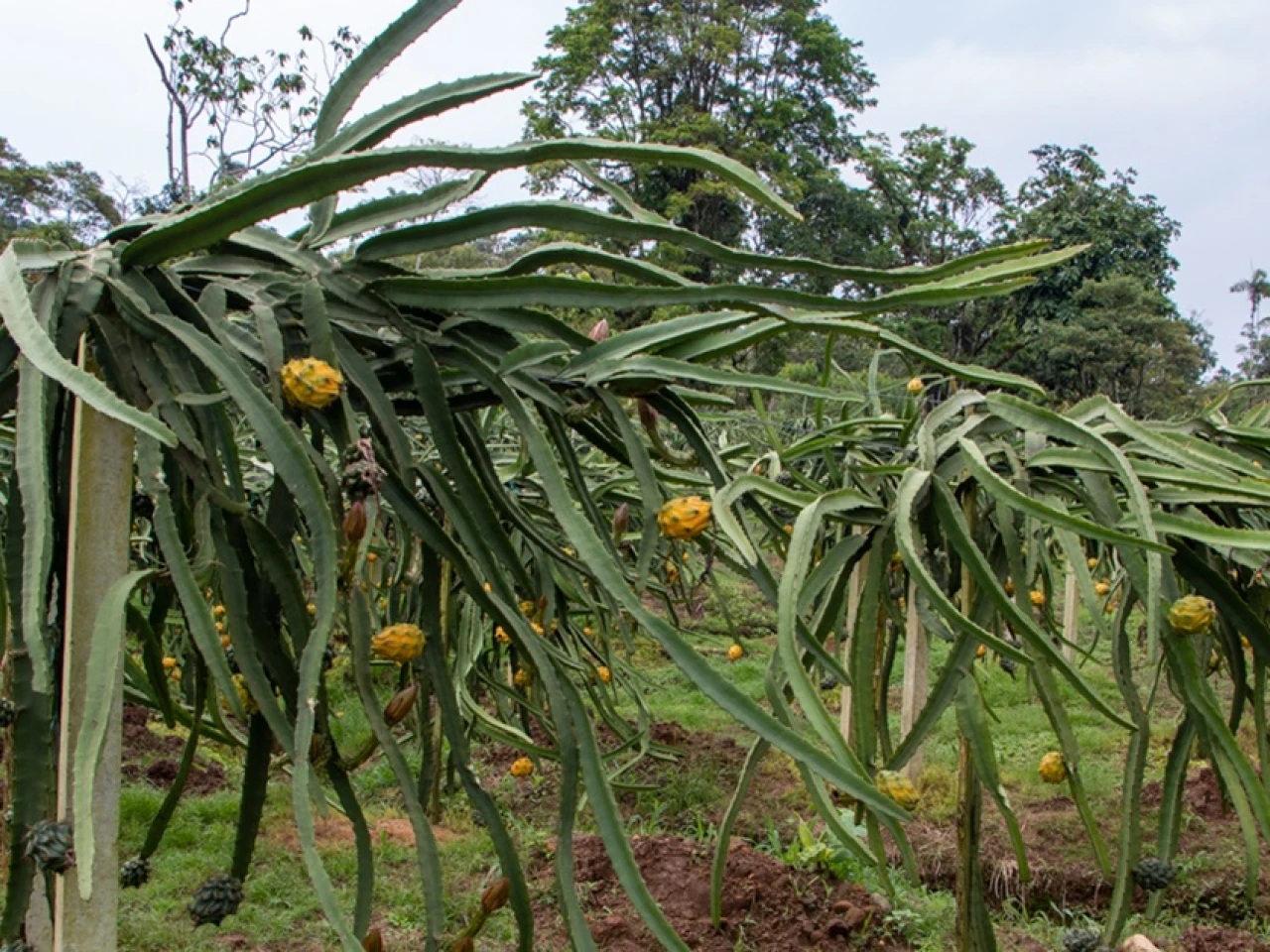 Palora ha sido clave en el boom de la pitahaya